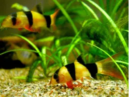 Боція клоун Botia macracantha підліток