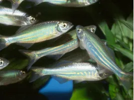Даніо Малабарський лат. Devario malabaricus акваріумна рибка
