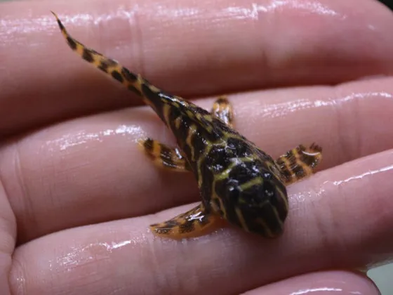Гипанциструс L333 голд (англ. Hypancistrus sp. L333 gold, L333 King Tiger Pleco) Гипанциструс L333 голд (англ. Hypancistrus sp. L333 gold, L333 King Tiger Pleco)