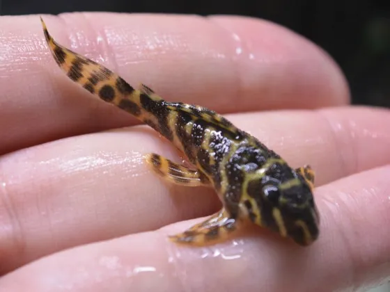 Гипанциструс L333 голд (англ. Hypancistrus sp. L333 gold, L333 King Tiger Pleco) Гипанциструс L333 голд (англ. Hypancistrus sp. L333 gold, L333 King Tiger Pleco)