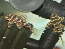 Гипанциструс L333 голд (англ. Hypancistrus sp. L333 gold, L333 King Tiger Pleco)