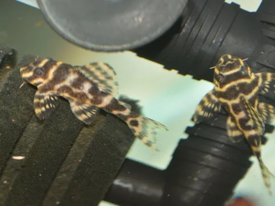Гипанциструс L333 голд (англ. Hypancistrus sp. L333 gold, L333 King Tiger Pleco) Гипанциструс L333 голд (англ. Hypancistrus sp. L333 gold, L333 King Tiger Pleco)
