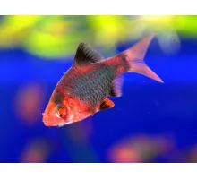 Барбус Glo Fish моховий червоний