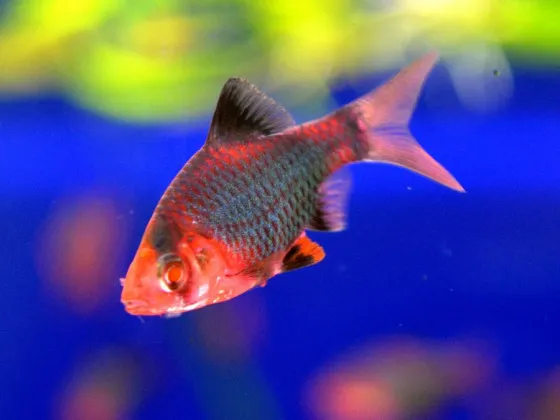 Барбус Glo Fish  мшистый красный