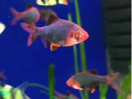 Барбус Glo Fish  мшистый красный