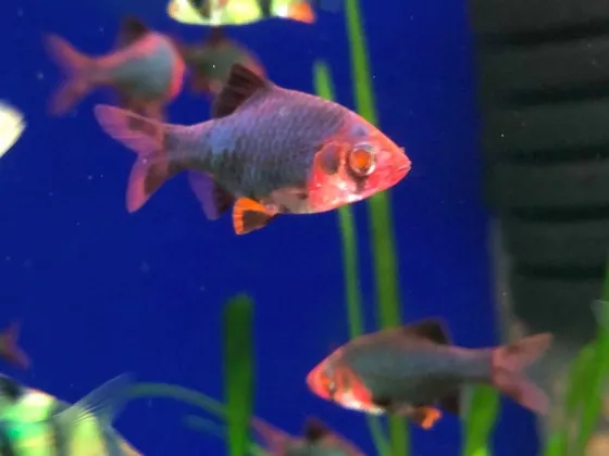 Барбус Glo Fish  мшистый красный