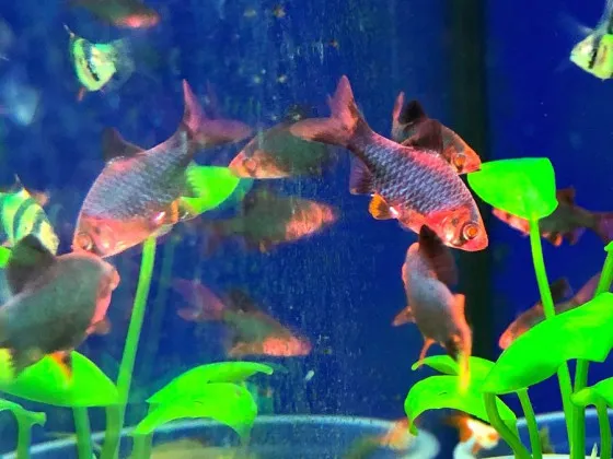 Барбус Glo Fish  мшистый красный