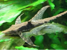 Стурисома панамская  (Sturisoma panamense)
