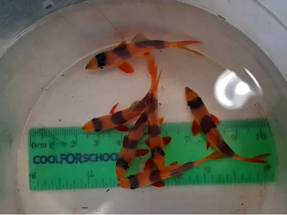 Боція клоун Botia macracantha підліток
