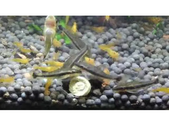 Отоцинклюс аффинис Macrotocinclus affinis
