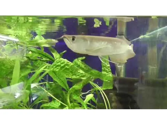 Срібна Арована Osteoglossum bicirrhosum