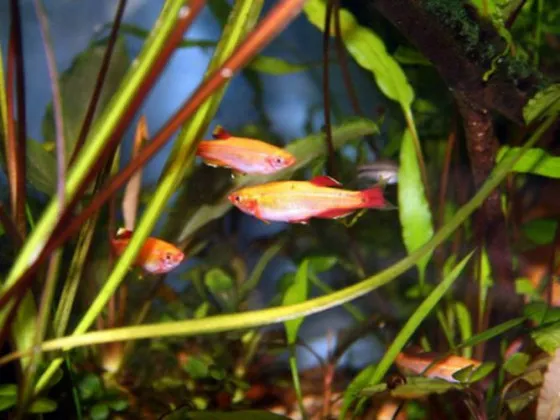 Кардинал золотой Tanichthys Alboneubes аквариумная рыбка
