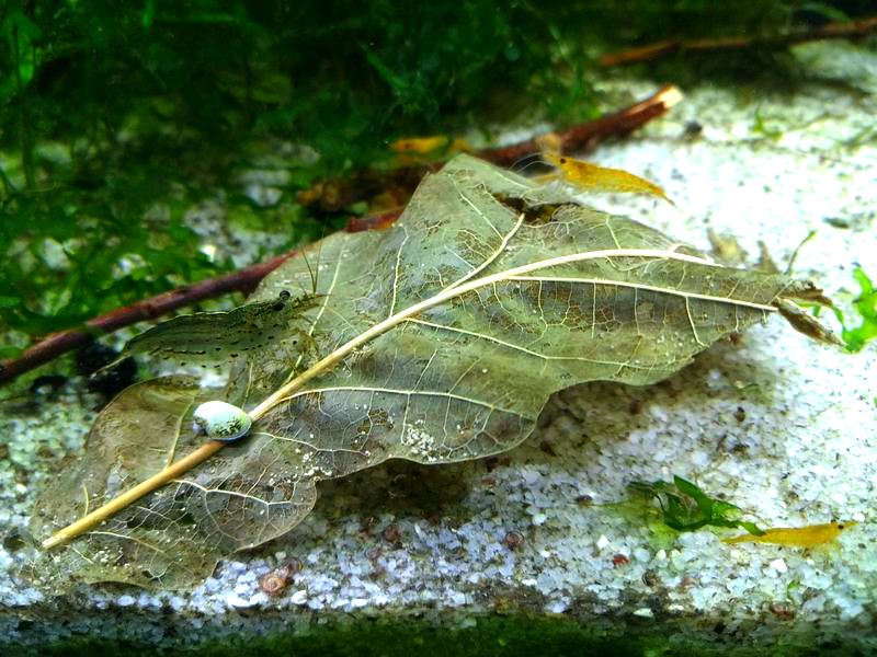 Дубове листя в акваріумі - фото1