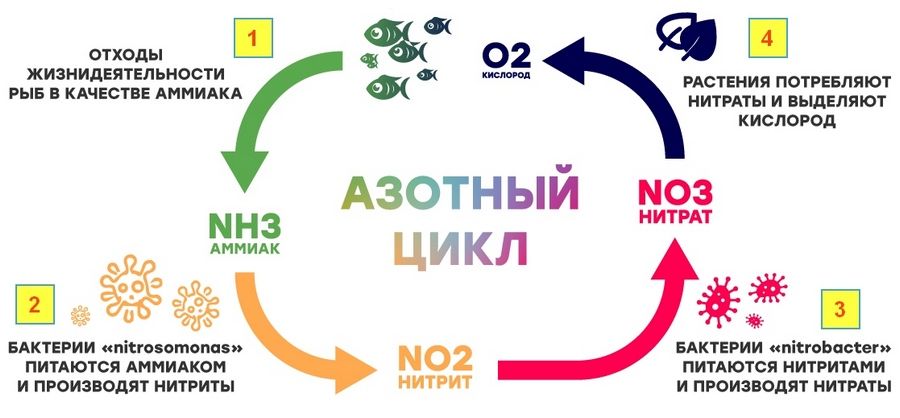 Азотный цикл в аквариуме - схема