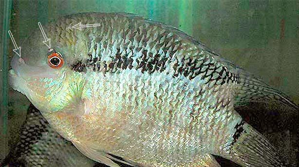 Гексамитоз у рыб - как лечить фото 2