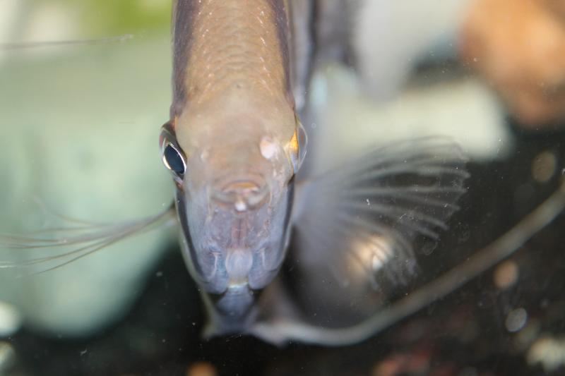 Гексамитоз у рыб - как лечить фото 3