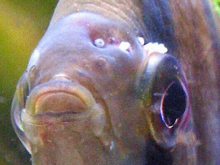 Гексамитоз у рыб - как лечить фото 4