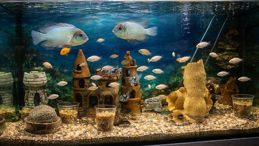 Статья - С чего начинать с аквариума - фото 2