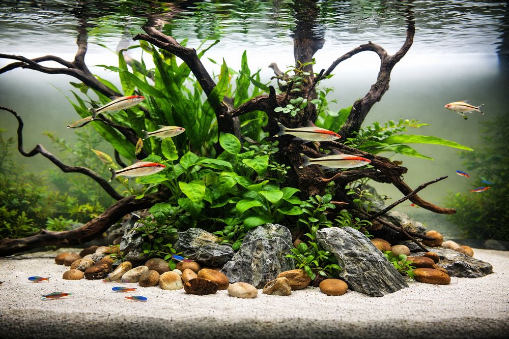 Статья - С чего начинать с аквариума - фото 3