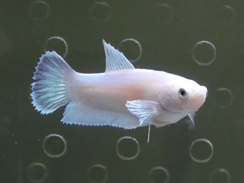  df71