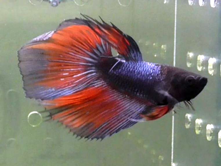 #194 аквариумная рыбка разноцветный петушок вуалехвост самец